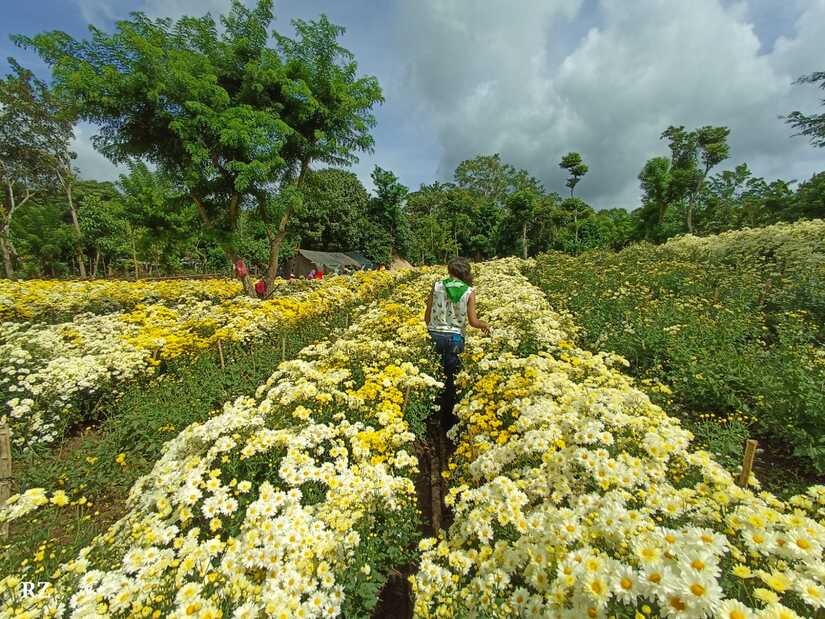 FLORES
