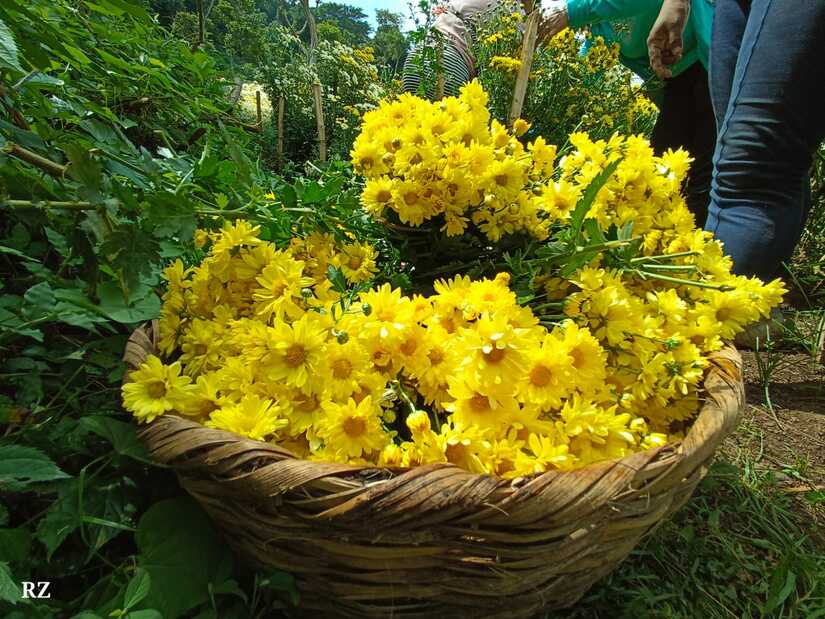 FLORES