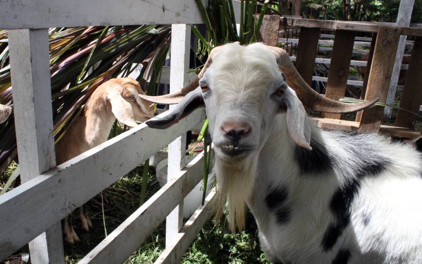 cabras