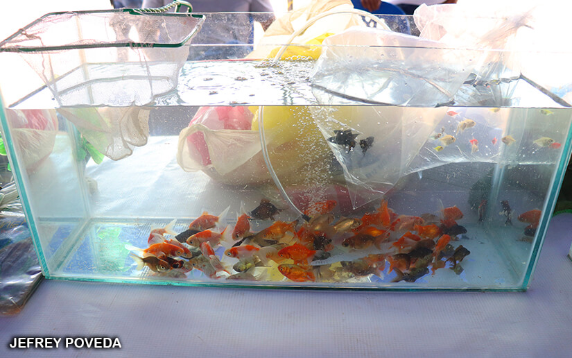 feria-mar