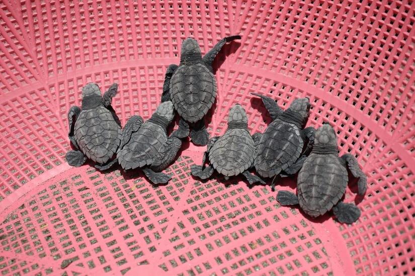 TORTUGA