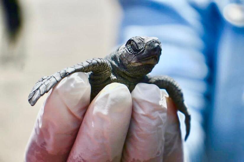 TORTUGA