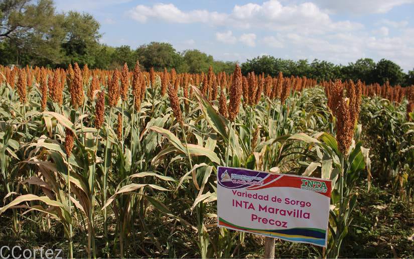 inta