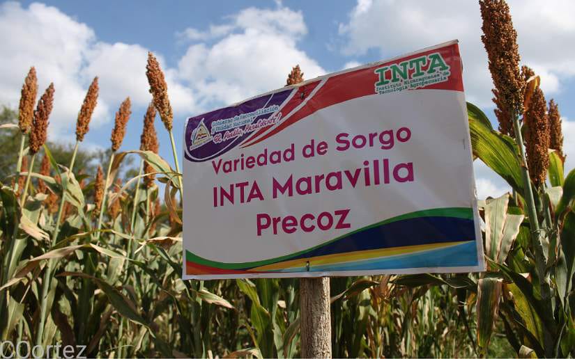 inta