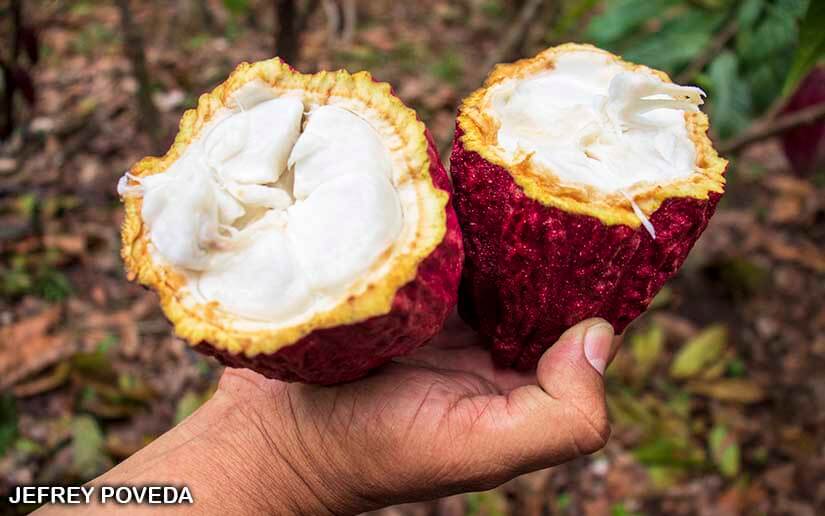 CACAO