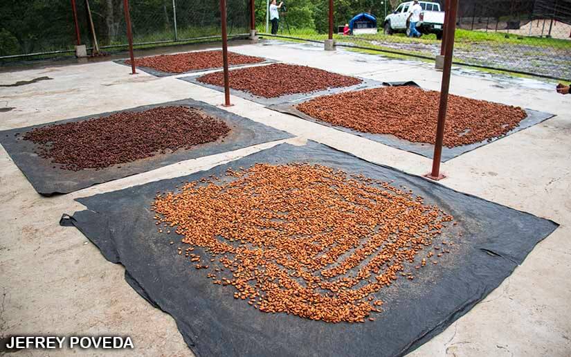 CACAO