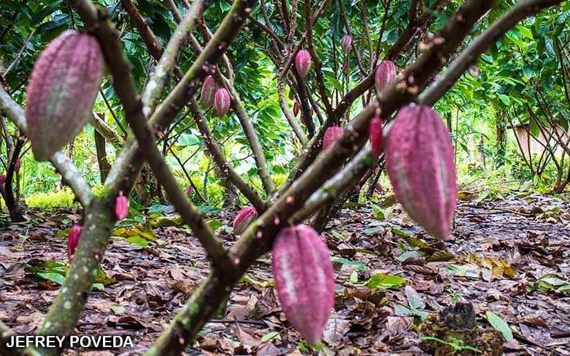 CACAO