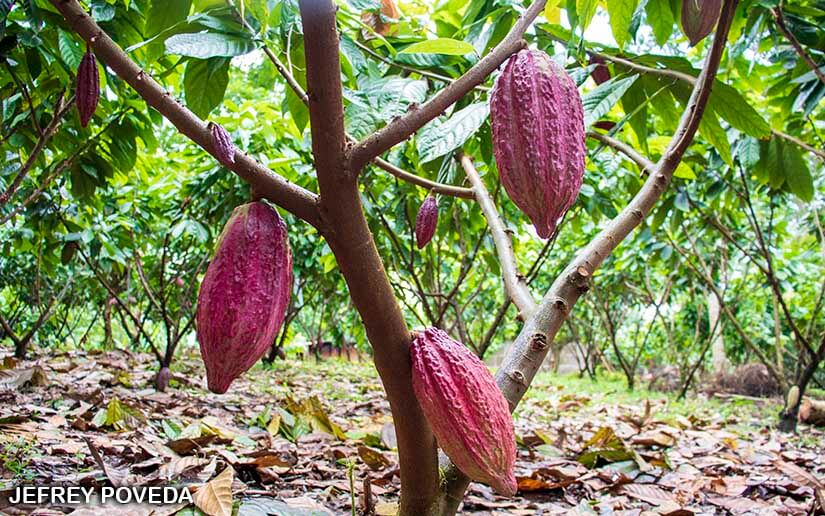 CACAO