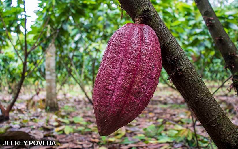 CACAO