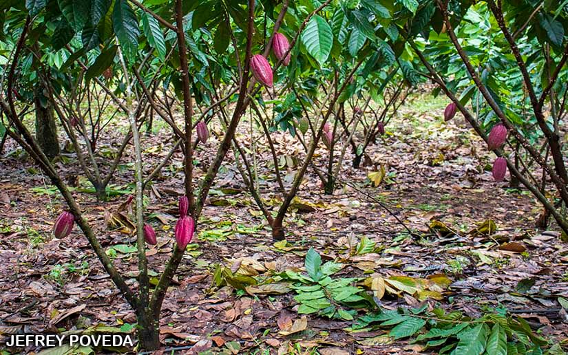 CACAO