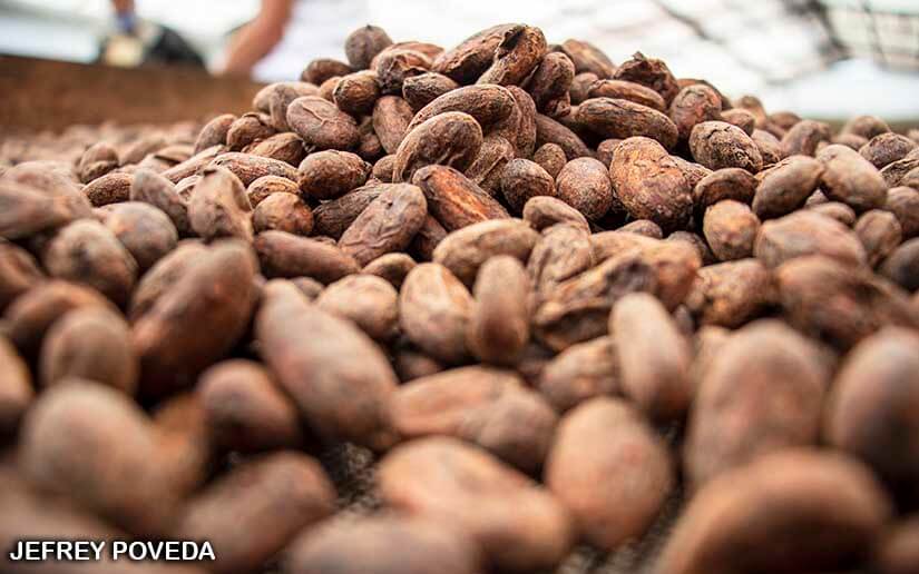 CACAO
