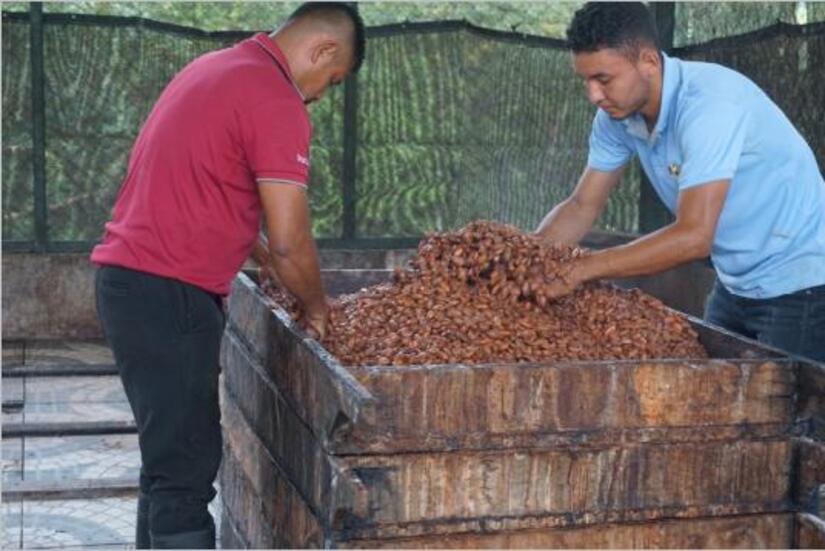 cacao
