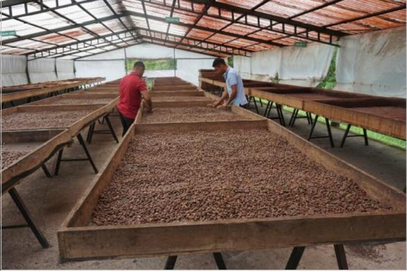 cacao