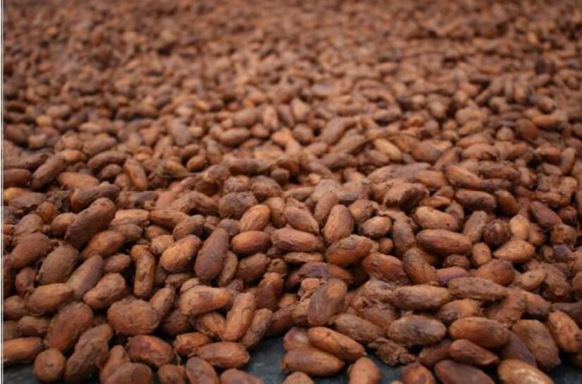 cacao