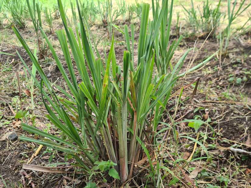 NATURAL