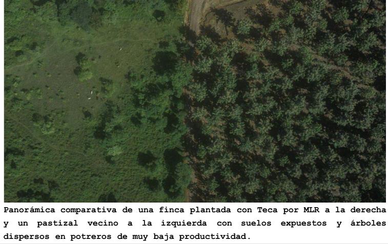 forestales