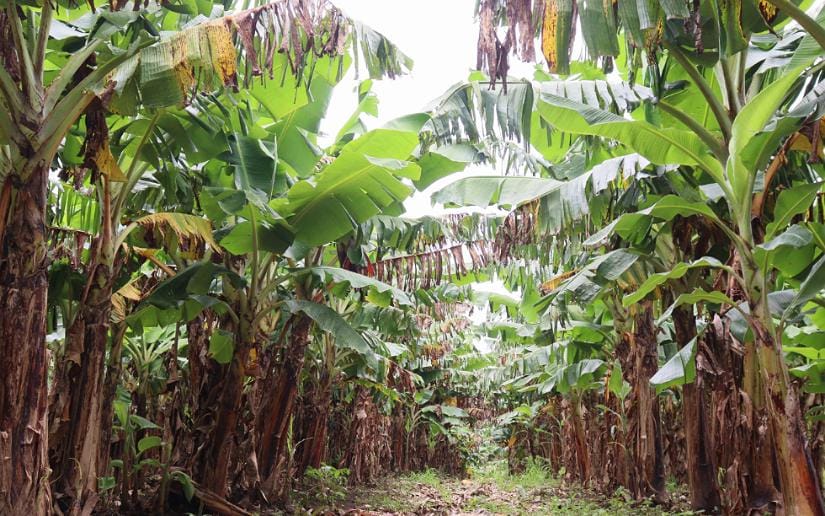 platano