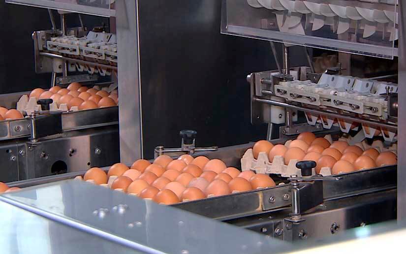 HUEVOS