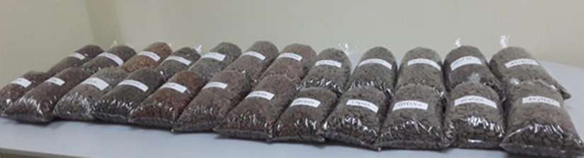 CACAO