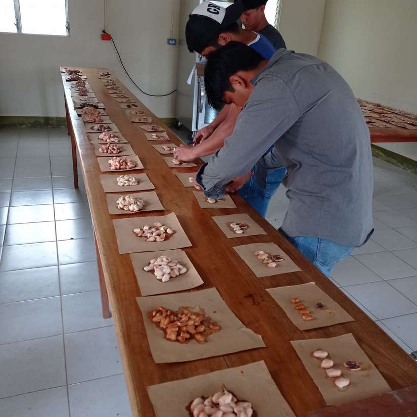 CACAO