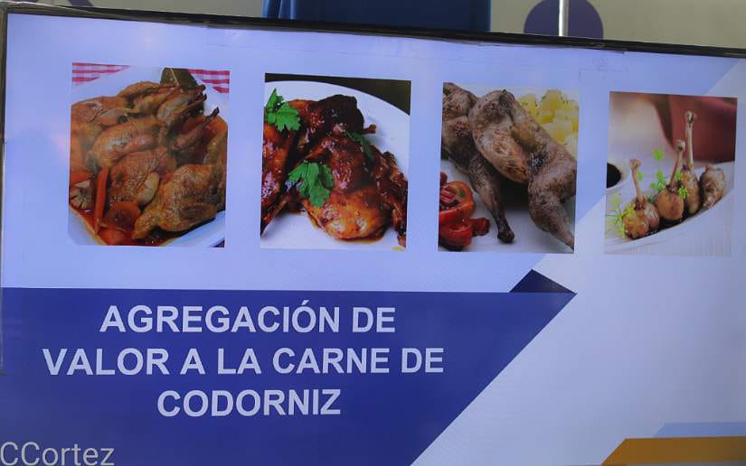 codornices