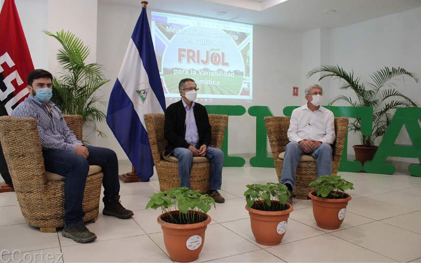frijol