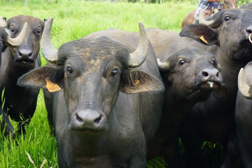 bufalio