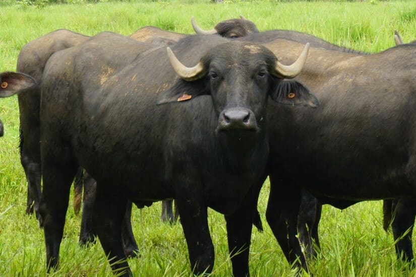 bufalio
