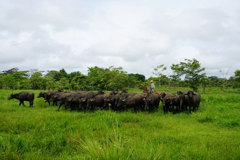 bufalio