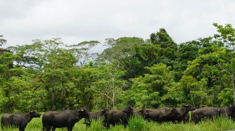 bufalio