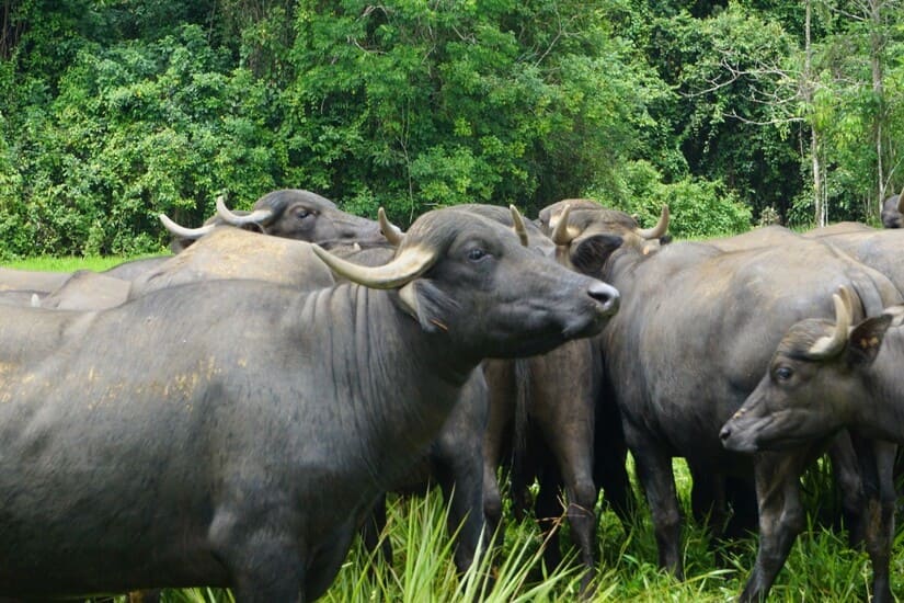 bufalio