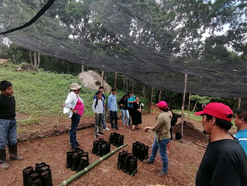 cacao