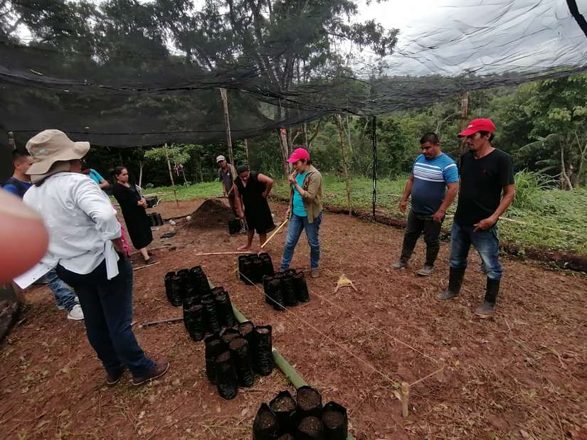 cacao