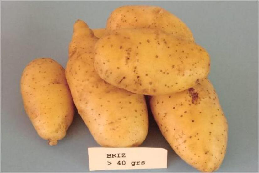 papas
