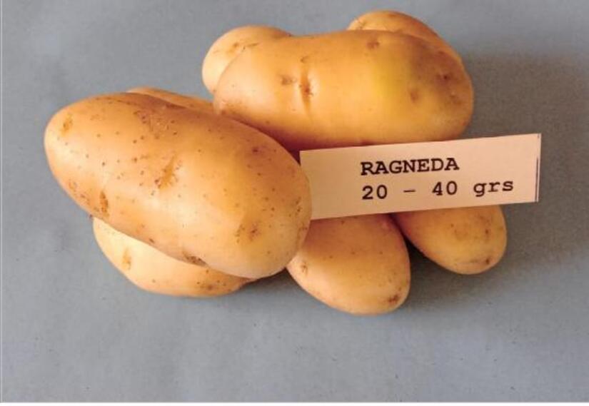papas