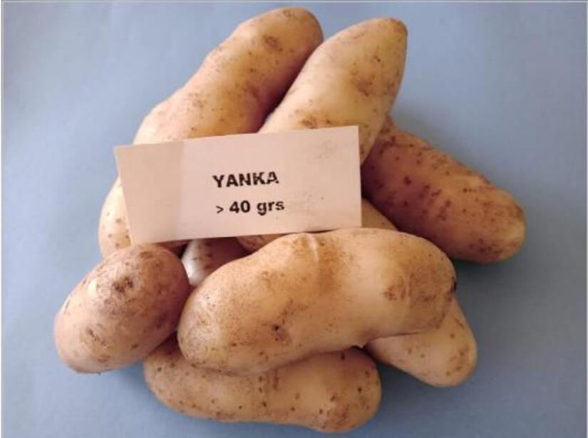 papas
