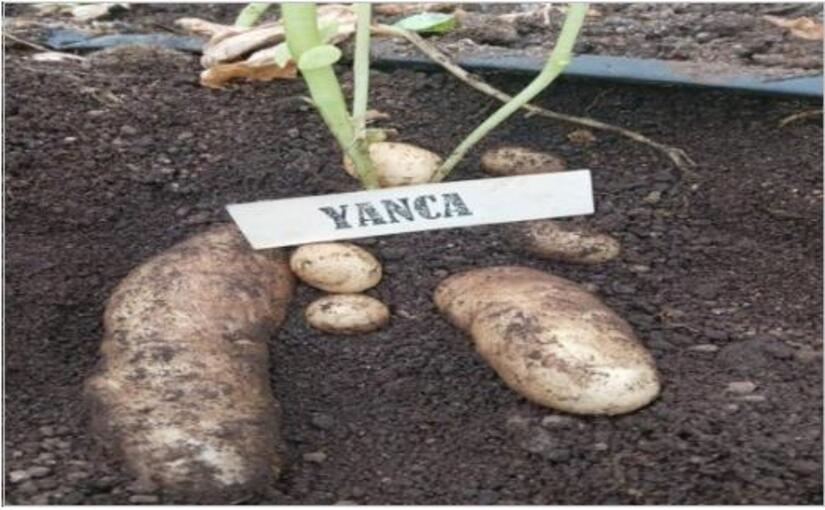 papas