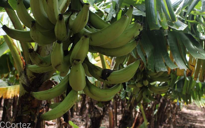 PLATANO