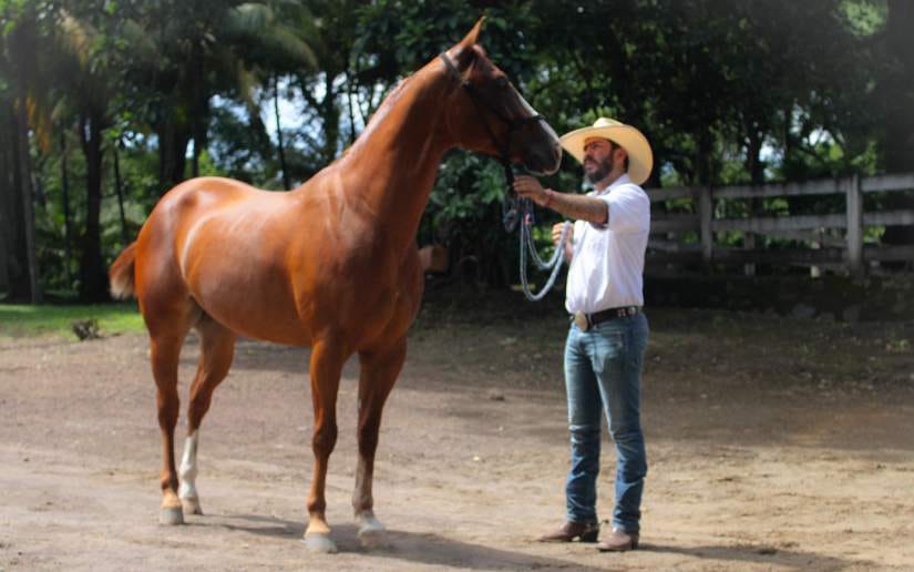 toros