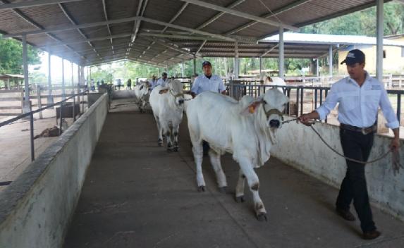 ganado