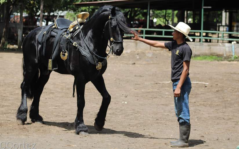 caballos