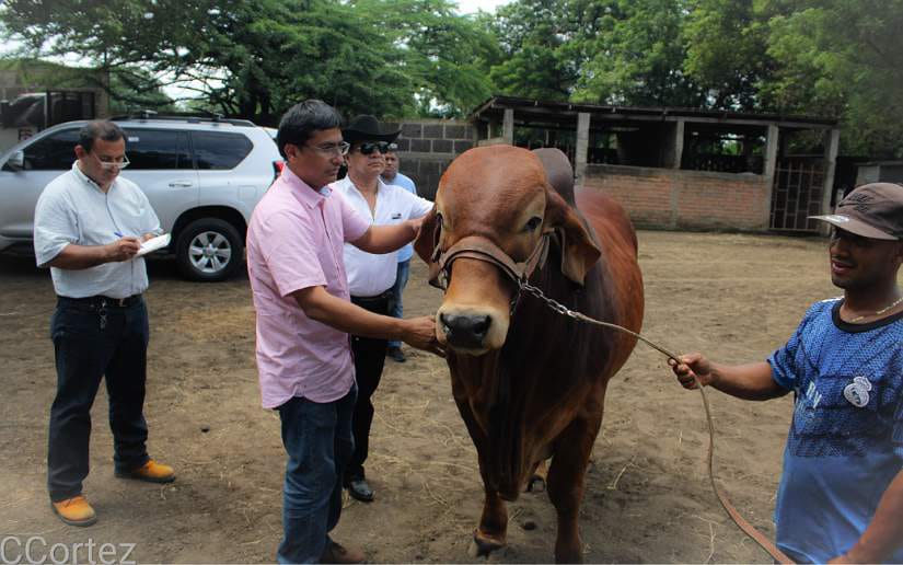 caballos