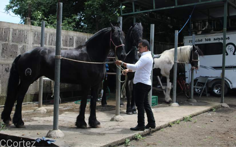 Venta De Caballos En Nicaragua