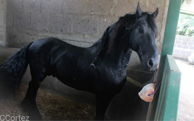 caballos
