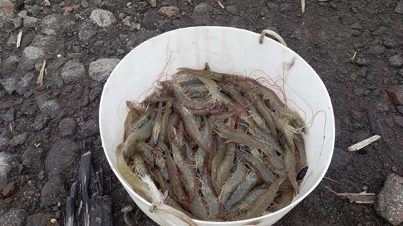 CAMARONES