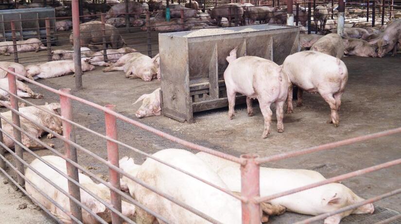 granja