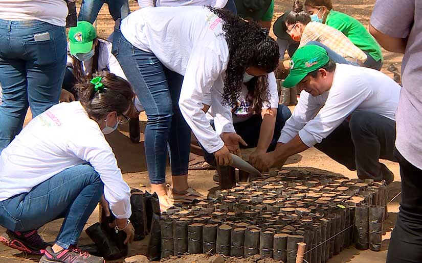 inafor-reforestacion