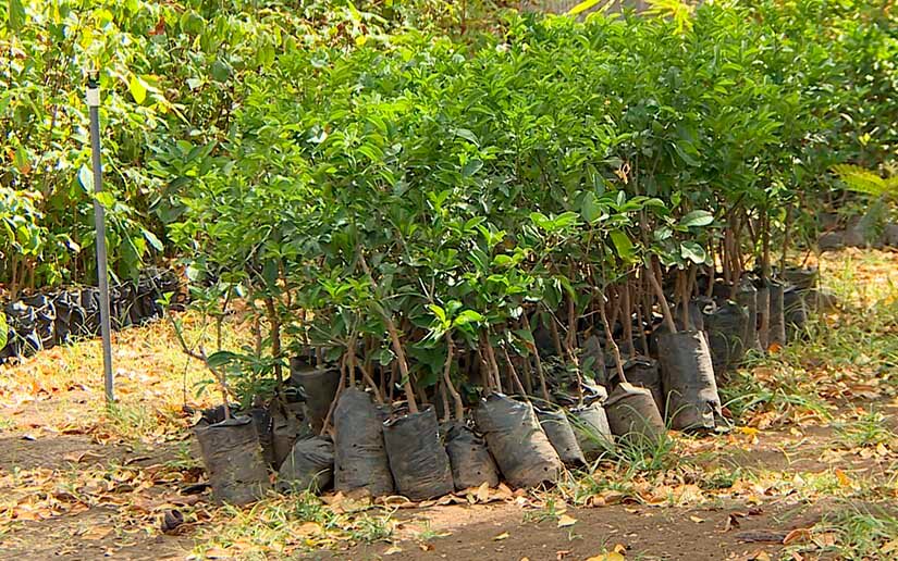 inafor-reforestacion