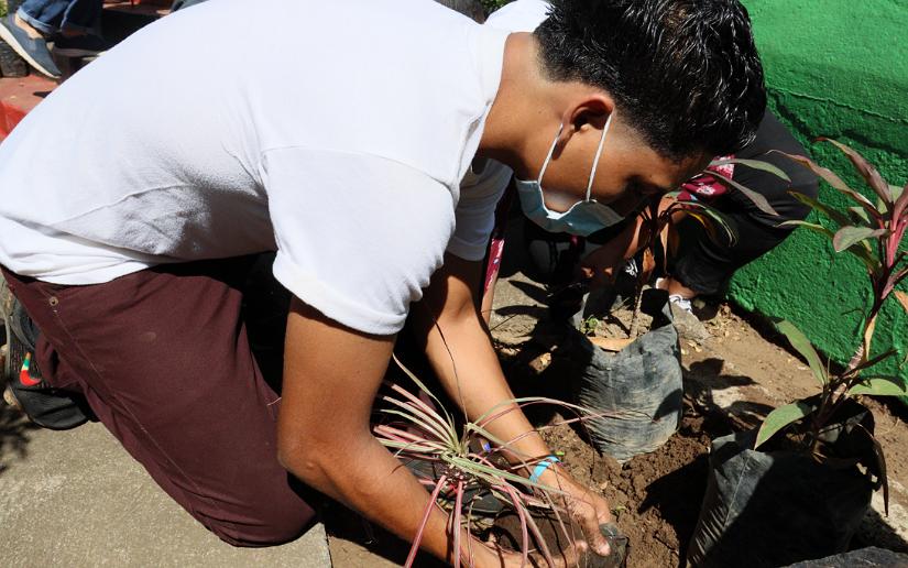 plantas