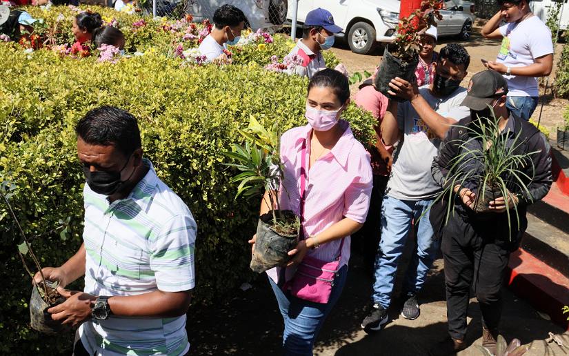 plantas